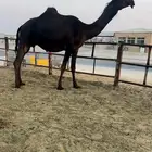 للبيع متلي مقرب كفو السن رباع