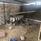 حمام زاجل وكارير للبيع