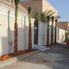 نخل واشنطني ونخل عربي