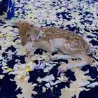 غزال الطائر