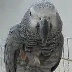 ببغاء كاسكو مفقود