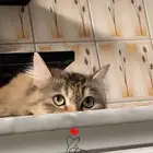 قطه انثى للتبني