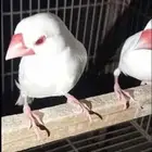 جاوا البينو