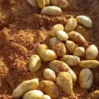 بطاطس طازجة بالجملة البيع بالطن السوم عام