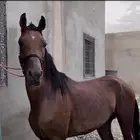 حصان شعبي