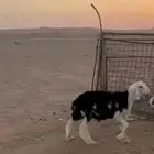 خرفان طيبه ذبايح