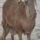 للبيع خروف سواكلي فل الفل مليان
