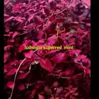 Aquarium plant for sale