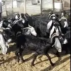 معزا العدد 40 البيع (400 )