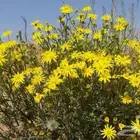 بذور جرجارنضيف