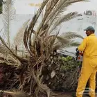 نقل نخل وتنظيف النخيل وتكريبه