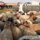 ذبايح متنوعة للبيع   من حلال نظيف ومضمون