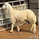 طلي حري مقفل شحم ولحم ماشاء الله