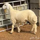 طلي ذبيحه فل الفل