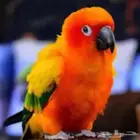 زوج صن كنيور
