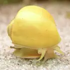 حلزون التفاح او مستري سنيل لحوض السمك النهري