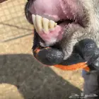 عنز عارضيه معها جفره للبيع