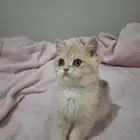 قطه أنثى للبيع