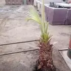 الاحساء الطرف