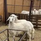 طلي ورخلين مغلقه شحم وطيبه