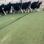 نجد صنف مراح