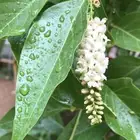 شجرة الياسمين الاسترالي