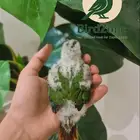 فرخ كنيور ( تم البيع )