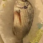 سمك وروبيان للبيع