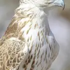 صقور ايجار اليوم الوطني