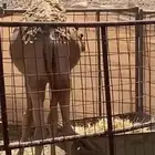 قعود مفرود