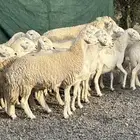 ضان حريات حرش صنف الصنف