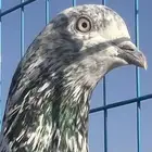 للبيع ذكر باكستاني كراس تيدي فاخر