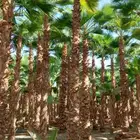 انخل واشنطن زينه الي جميع مناطق المملكه
