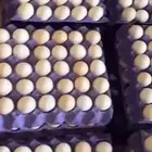 بيض بلدي فيومي مخصب 24