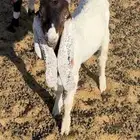 عنز معها تيس