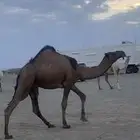 قعود اصفر