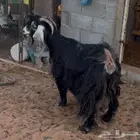 الاسياح