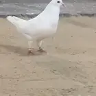 مطلوب في الغربية حمام فرنسي ملكي احجام ضخمة