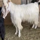 تيس فحل جرمه طيب سنه سدس مشروط