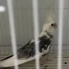 السلام عليكم عندي ذا الكروان ضايع والي يلقيه له مبلغ