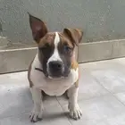 اميركان بولي من سولاله بيتبول حجم اكستريم