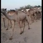 قعدان صومالي مفاريد تبارك الله