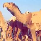 بعير باتلي