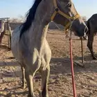 حصان شعبي