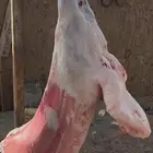 ذبايح