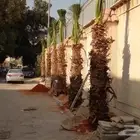 نخيل عربي واشنطني توصيل وزراعه