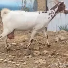 ماشاء الله سديس قريبه تولد ممكن اسبوع او حوله. والله اعلم