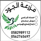 زغاليل حمام فرنسي أبيض وسلفر