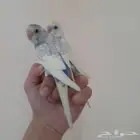 طيور بادجي اليفه( تم البيع )
