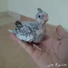 فرخ كروان فراشه (تم البيع )